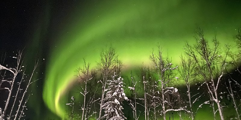 Green Northern Lights above snow covered trees as you explore in Denali Backroads 4Runner