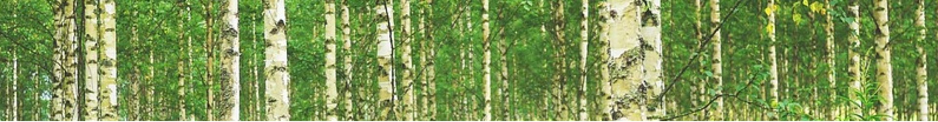 Green birch forest with white tree trunks in Alaska representing Denali Backroads Overlander summer adventures.