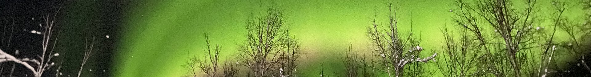 Vibrant green Aurora Borealis (Northern Lights) curving over snowy Alaskan forest with tall birch trees and starry night sky, capturing the magic of winter aurora viewing in Denali Backroads adventures.