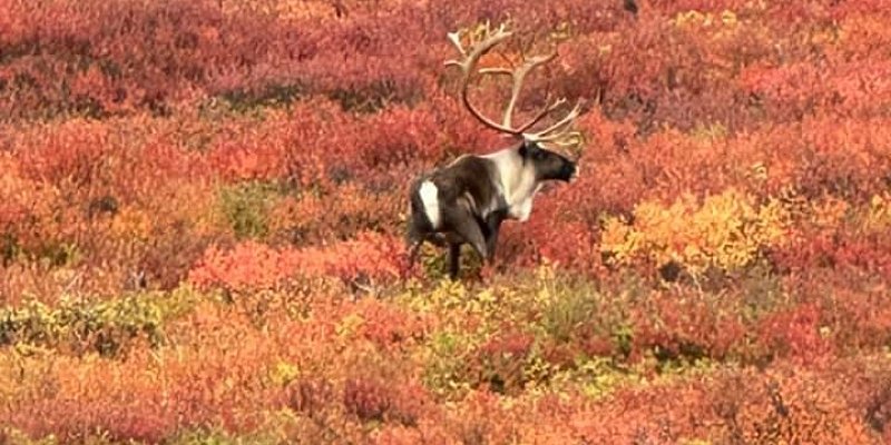 Grizzly bears caribou and moose wildlife viewing during a Denali Backroads Overlander adventure in Alaska wilderness